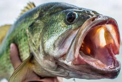 largemouth bass